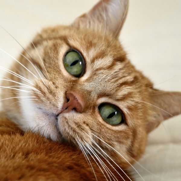 Garfield Nolan