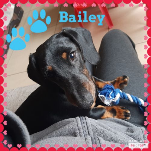 Bailey Le Roux