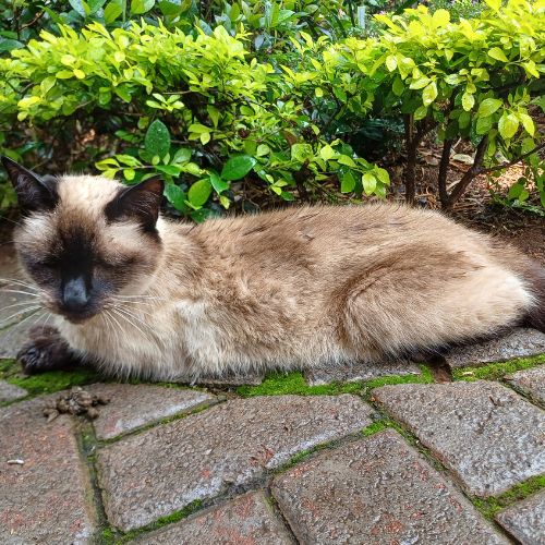 Kitsie Koekemoer