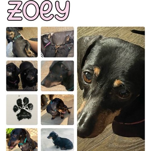 Zoey Engelbrecht