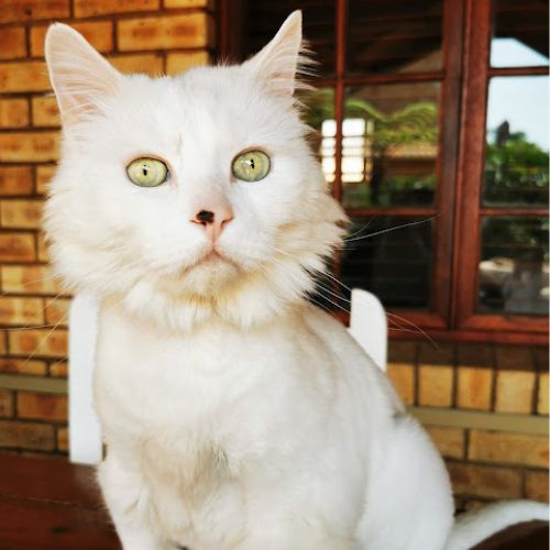 Kittoo Kara