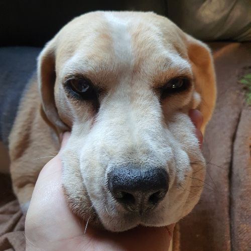 Milo Pretorius