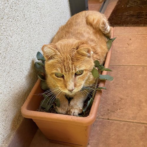 Mr. Kitty Pegram