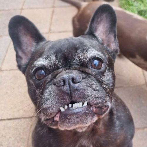 Lilo Marcantuono