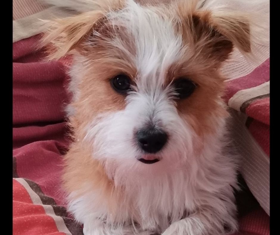 Fifi Chetty