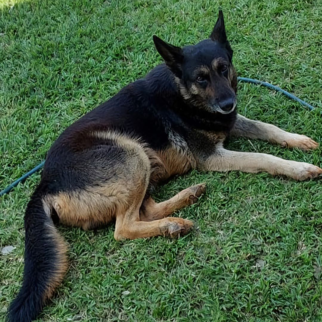 Shadow Du Plessis Shadow Du Plessis
