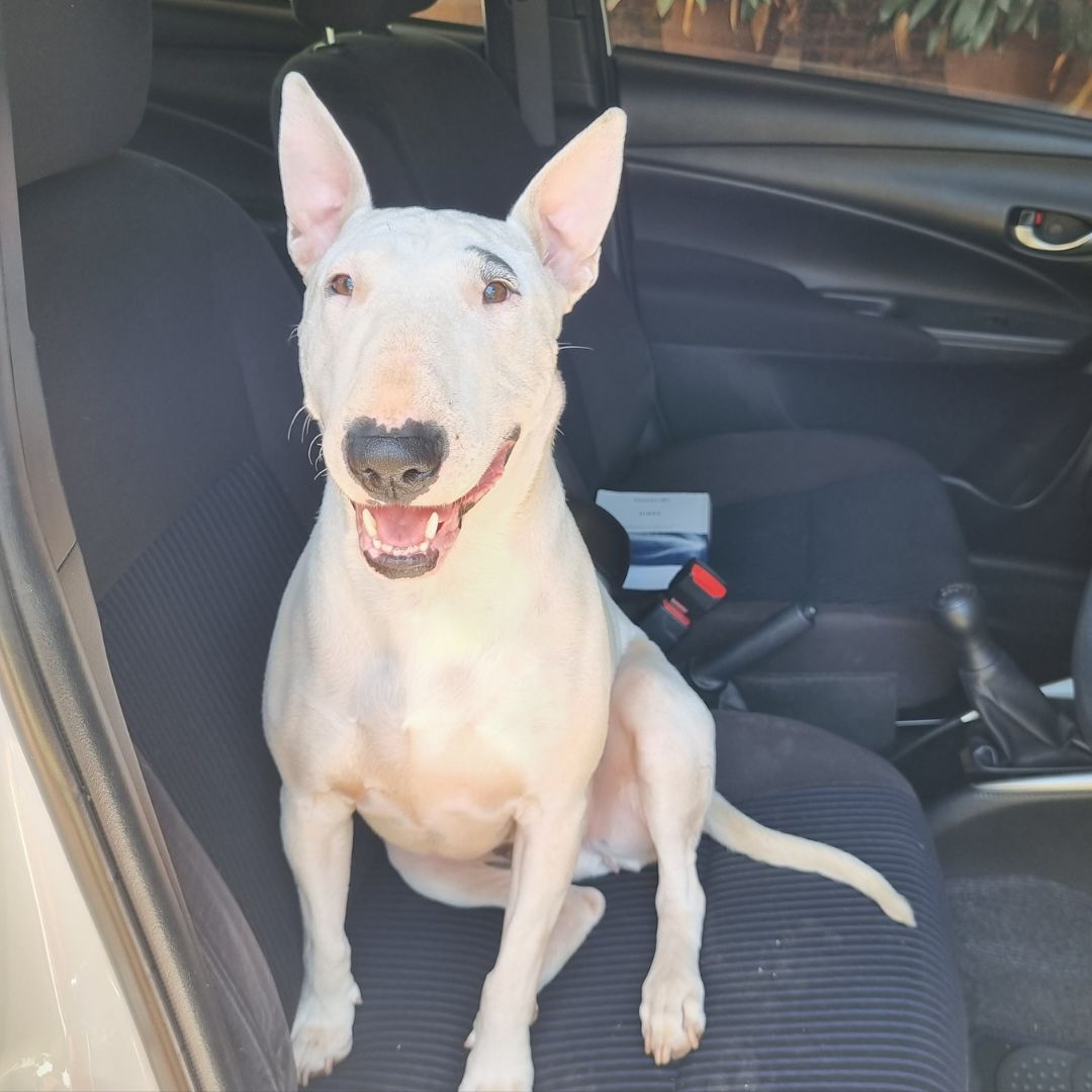 Nala Jones