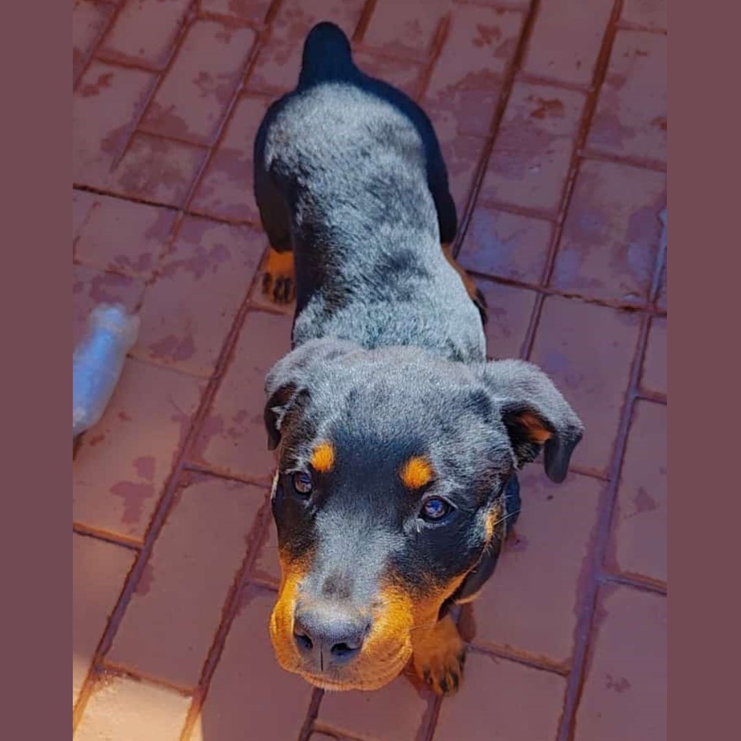 Ziva Narain