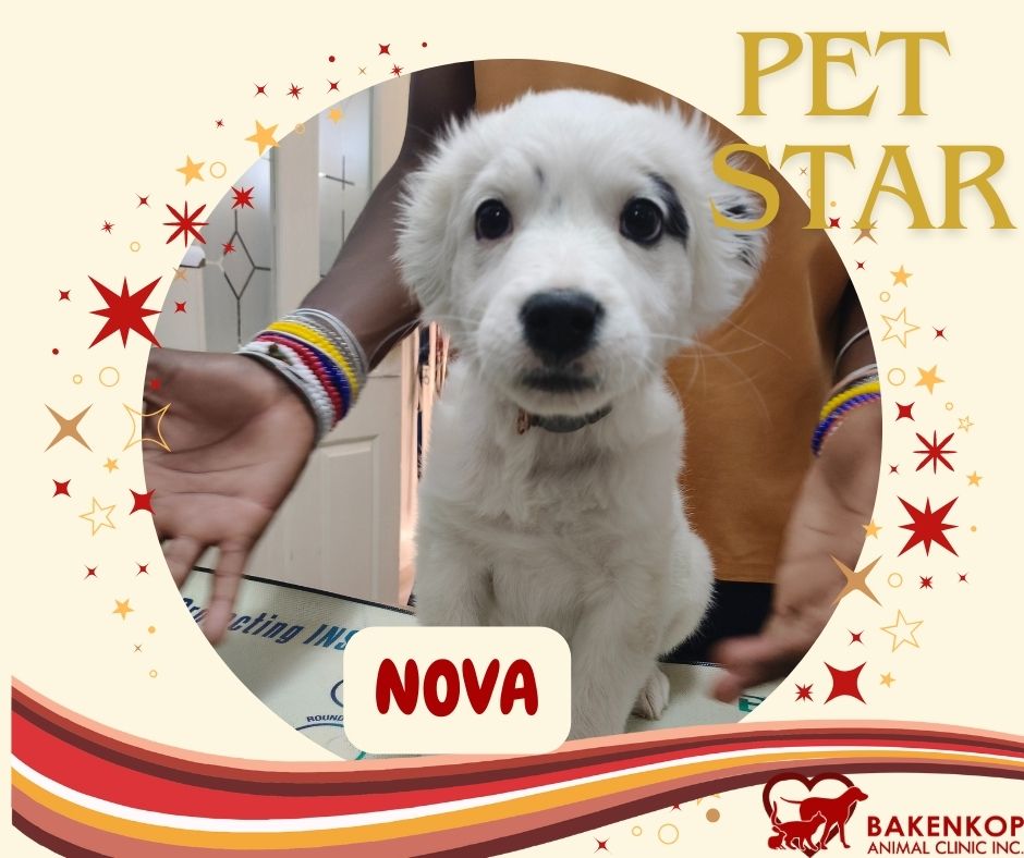 NOva pet star