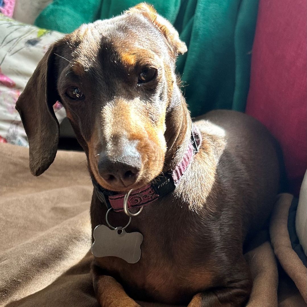 Roxy Bezuidenhout
