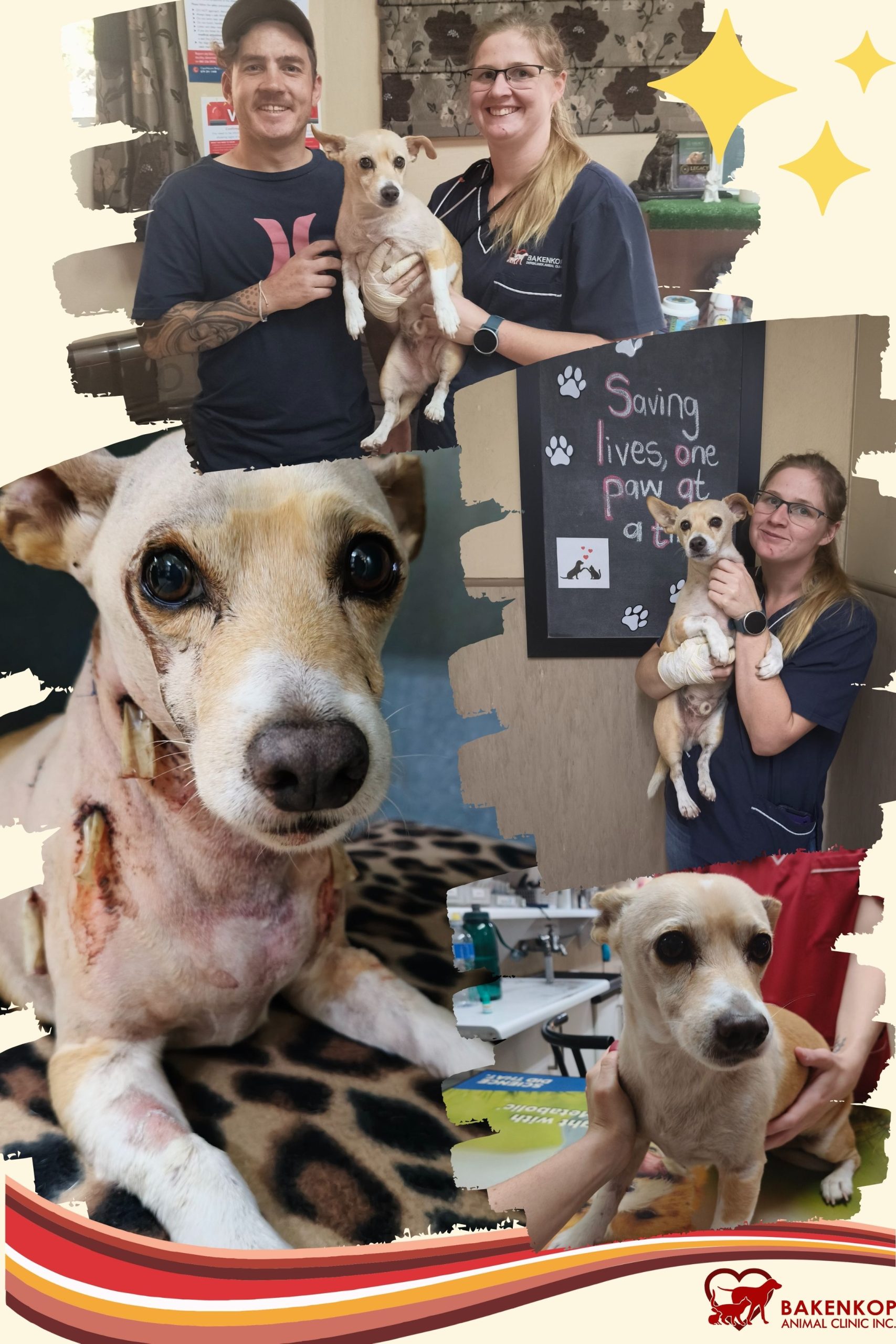 pet star koljander