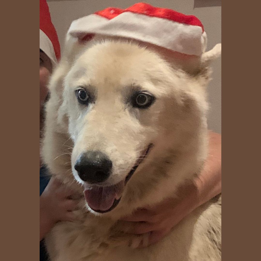 Zeus Roos Zeus Roos
