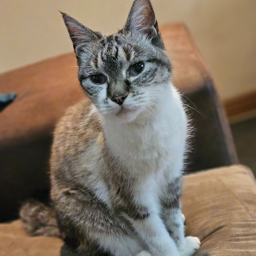 Bella Mann Bella Mann