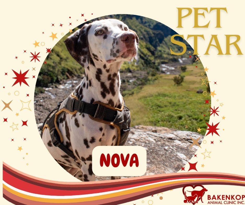 Nova Pet Star