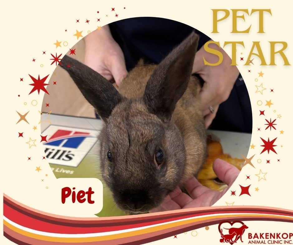 Pet Star Piet
