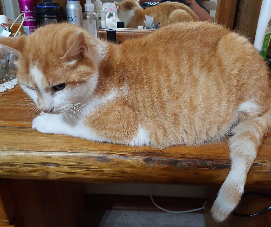 Garfield Jordaan Garfield Jordaan